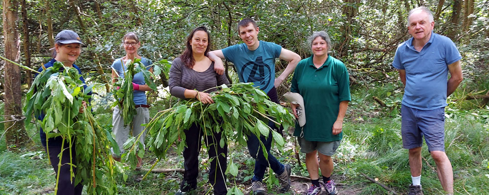 Volunteers from the Crowborough Wildlife Group pulling Himalayan Balsam at The Ghyll LNR