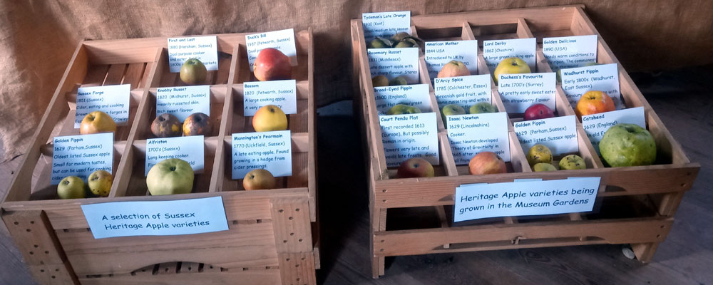 Heritage apple varieties - photo taken at The Weald & Downland Living Museum