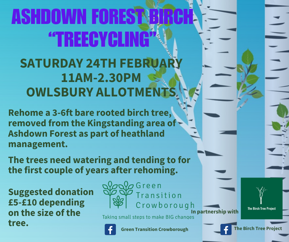 Rehome a birch trees on Saturday 24th November at Owlsbury Allotments in Crowborough.